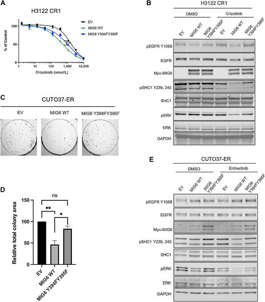 Figure 5. MIG6 expression and phosphorylation are critical for suppressing EGFR-mediated acquired resistance to ALK/ROS1 inhibition. A, H3122 CR1 transduced with empty vector (EV), wild-type (WT) MIG6, or Y394F/Y395F mutant MIG6 lentivirus were treated with crizotinib for 72 hours and assayed with MTS for cell viability. Data represent the mean ± SEM for three biological replicates. Two-way ANOVA was performed to show the statistically significant difference of crizotinib responsiveness between WT MIG6 and mutant MIG6–expressing H3122 CR1 cells (***, P < 0.001). B, Cells were treated with DMSO or 250 nmol/L crizotinib for 2 hours and lysates were immunoblotted with indicated antibodies. Overexpressed Myc-tagged MIG6 was detected by the MIG6 antibody. C, CUTO37 ER cells were transduced with empty vector (EV), wild-type (WT) MIG6, or Y394F/Y395F mutant MIG6 lentivirus. After one week of puromycin selection, cells were cultured for another week free of entrectinib incubation. Colonies were stained with crystal violet and quantified in D. Data represent the mean ± SEM for three biological replicates. One-way ANOVA with Tukey post hoc test was performed to calculate P values (*, P < 0.05; **, P < 0.01; ns, no significance). E, CUTO37 ER cells transduced with empty vector (EV), WT MIG6 or Y394F/Y395F mutant MIG6 lentivirus were treated with DMSO or 100 nmol/L entrectinib for 2 hours. Lysates were immunoblotted with indicated antibodies.