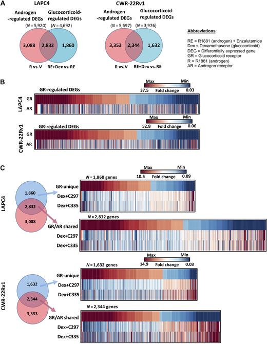 Figure 1. Following AR antagonism, SGRMs antagonize expression of both GR/AR shared (overlapped) as well as GR uniquely regulated genes. A, Venn diagrams of LAPC4 (left) and CWR-22Rv1 (right) cell lines show AR-mediated DEGs (up- or downregulated ≥ 1.3-fold following androgen (R1881, red color) or dexamethasone (GR)-regulated genes (RED = RE+Dex vs. RE, blue color). B, Heat maps of GR-regulated genes and AR-regulated genes for LAPC4 and CWR-22Rv1 cell-lines. C, Heat maps for LAPC4 (top) and CWR-22Rv1 cells (bottom) GR-unique genes (no overlap with AR cistrome) and their expression following co-treatment with Dex + SGRMs (C297 or C335). Scale shows maximum/minimum fold-change gene expression for GR-regulated DEGs.