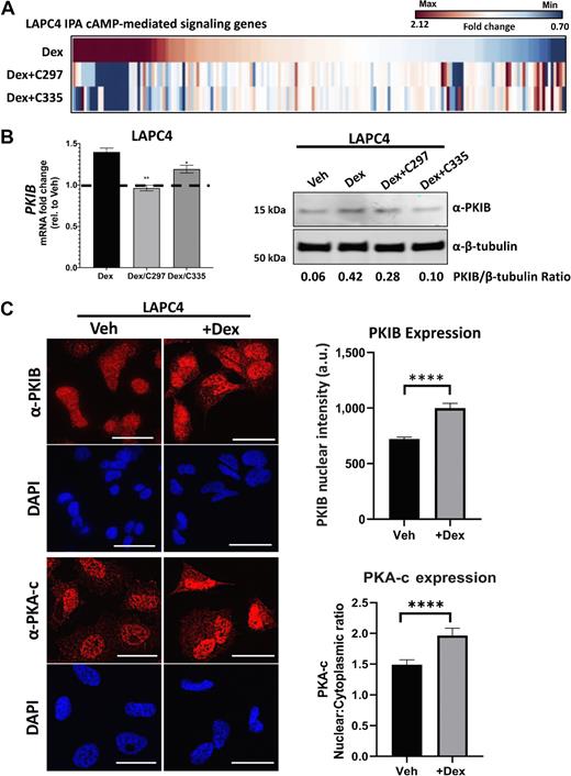 Figure 2. GR-mediated cAMP signaling pathway-related genes (n = 224) with co-treatment of SGRMs. A, Heat map of IPA “cAMP signaling pathway gene expression” in LAPC4 cells treated with Dex and ± GR antagonism (as in Fig. 1C). B, LAPC4 cells were cultured in media containing R1881 and enzalutamide for 7 days, and then treated for 6 hours with either Veh, Dex, Dex+C297, or Dex+C335 and qRT-PCR was performed for a cAMP pathway gene previously associated with prostate cancer biology (27), PKIB. PKIB steady-state mRNA expression (left: *, P < 0.05; **, P < 0.005; Welch t test). Western blot was performed for PKIB protein expression (right). Densitometric analysis of PKIB vs. β-tubulin is shown below each lane (Western blot is representative of three independent experiments which are quantified in Supplementary Fig. S3A). C, Left, LAPC4 cells were cultured as above, and then treated with ± Dex (8 hours). Cells were probed with either α-PKIB (top) or α-PKA-c antibody (third row) and counterstained with DAPI (600X magnification, scale bar = 25 μm). Right, Bar graph of nuclear PKIB expression per FOV (top) and the ratio of the average PKA-c nuclear to cytoplasmic intensity per FOV following Veh or Dex treatment (bottom). FOV (8–13) per condition were measured for average intensity: a.u., arbitrary unit; ****, P < 0.0001 (Welch t test).