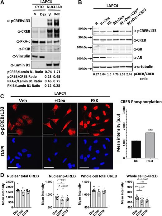 Figure 3. A downstream cAMP-activated transcription factor, CREB, is phosphorylated at Ser133 following GR activation. A, Western blot of subcellular distribution of pCREBSer133, total CREB, PKA-c, and PKIB in LAPC4 cells cultured for 3 days in R1881 and enzalutamide (RE) media and then treated with Veh or Dex (8 hours). Densitometric analyses are listed below for each lane. Figure 3A is representative of three independent experiments. B, LAPC4 cells were cultured as above in RE media for 7 days, and then treated with either Veh, Dex, Dex+C297, Dex+C335 (8 hours) and a Western blot was performed. Densitometric analysis of phospho-CREB versus total CREB intensity is listed below each lane. The western blot shown is representative of three independent experiments. C, LAPC4 cells were cultured in RE media for 7 days, and then treated with either Veh or Dex (8 hours). Forskolin (FSK, 10 μmol/L) was used as a positive control for PKA-mediated CREB phosphorylation. Left, Cells were probed with α-pCREBSer133 antibody and stained with DAPI (600X magnification, scale bar = 25 μm). Right: Bar graph shows average CREB phosphorylation by mean immunofluorescent intensity per 8 to 13 FOVs; ***, P < 0.001 (Welch t test). D, Dot bar graphs (8–13 FOV per condition) show mean immunofluorescent intensity of whole cell or nuclear CREB and pCREB in LAPC4 cells.