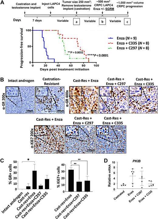 Figure 4. Addition of SGRM to enzalutamide therapy delays tumor growth and inhibits PKIB expression in castration-resistant LAPC4 tumor xenografts. A, Schema of experiment shows that athymic nude mice underwent orchiectomy and immediate testosterone pellet implantation to allow initial LAPC4 xenograft growth. Following the establishment of primary LAPC4 xenograft tumors (in the presence of testosterone), removal of the testosterone pellet left castrate levels of androgen (“a”). Mice with resultant castration-resistant LAPC4 tumors (∼500 mm3) began treatment with (“b”) enzalutamide (30 mg/kg chow), ± C297 (C297, 20 mg/kg/day), or C335 (C335, 20 mg/kg/day). Mice were sacrificed at tumor doubling (∼1000 mm3) which was considered CRPC progression (“c”). Below, Kaplan–Meier progression-free survival curves show time to CRPC doubling/progression. Log-rank P values are shown. B, LAPC4 representative anti-GR and anti-Ki67 immunohistochemistry with a magnified inset. C, Percentage of GR+ (left: *, P < 0.05; Welch t test) and Ki67+ cells (right: **, P < 0.005; Welch t test) shown for at least 3 tumors in each treatment group. D, Dot plot with mean and S.E.M of fold-change of PKIB mRNA measured by qRT-PCR from LAPC4 xenograft tumors normalized to reference gene (ACTB). N = 7–8 tumors per treatment.