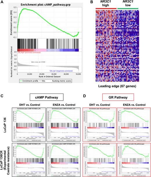 Figure 5. mCRPC patient samples expressing high NR3C1 (GR) mRNA transcripts show enrichment of cAMP signaling pathway gene expression. A, Enplot from GSEA for cAMP pathway genes using whole transcriptomic data from mCRPC patients (n = 58) expressing the highest and lowest levels of NR3C1 (top and bottom quartiles; NES = 1.89; P < 0.0001). B, Heat map from GSEA analysis showing the 67 genes in the leading edge. The leading-edge subset can be interpreted as core gene expression that accounts for the gene set enrichment signal (http://www.gsea-msigdb.org/gsea/index.jsp). C, GSEA analyses for the cAMP pathway using transcriptomic data from LuCaP136 (top) or LuCaP136CR (experimental castration-resistant, bottom) PDX models exposed in vivo to either DHT (left) or enzalutamide (right) show decreased enrichment of the cAMP pathway with DHT (LuCaP136 NES = −1.039; P < 0.001; LuCaP136CR NES = −1.438; P = 0.014) and an increased enrichment following exposure to enzalutamide (LuCaP136 NES = 1.594; P = 0.002; LuCaP136CR NES = 1.441; P = 0.008). D, GSEA analyses for the GR pathway using transcriptomic data from LuCaP136 (top) or LuCaP136CR (experimental castration-resistant, bottom) PDX models exposed in vivo to DHT (left) or enzalutamide (right) show decreased enrichment of the GR pathway with DHT treatment (LuCaP136 NES = −1.099; P = 0.32; LuCaP136CR NES = −1.304; P < 0.001) and increased enrichment following exposure to enzalutamide (LuCaP136 NES = 1.378; P = 0.07; LuCaP136CR NES = 1.127; P = 0.25).