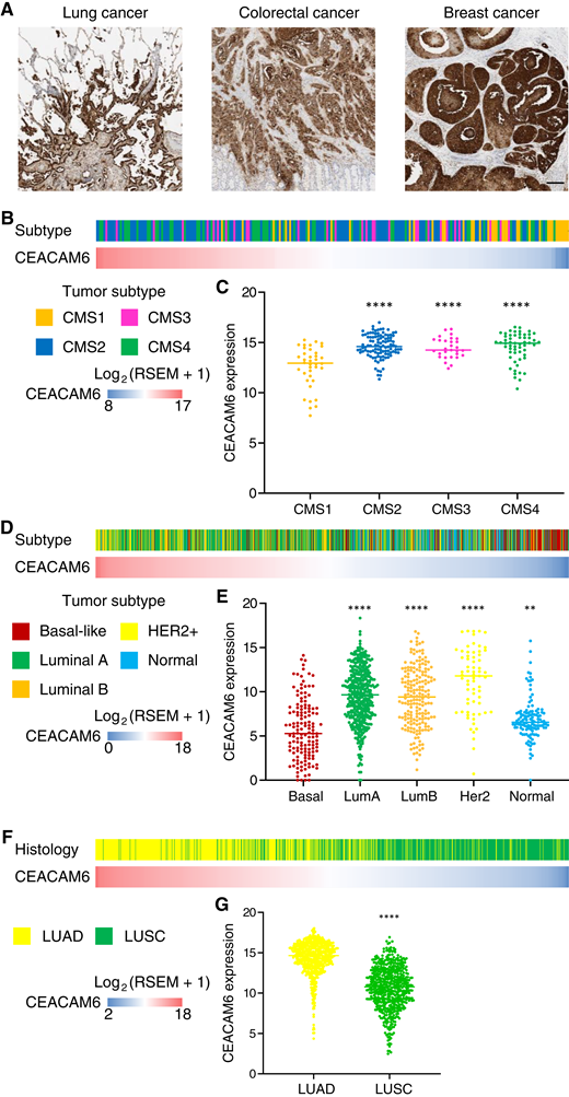 Expression profiling of CEACAM6 by using clinical samples and TCGA datasets of colorectal cancer, breast cancer, and lung cancer. A, IHC staining of CEACAM6 in human lung cancer (LC), colorectal cancer (CRC), and breast cancer (BC) samples. Scale bar, 100 μm. B, Heatmap showing CEACAM6 RNA expression and CMSs of individual patients with CRC from the TCGA dataset. RSEM, RNA-seq by expectation maximization. C, CEACAM6 RNA expression among CMS1 to CMS4 samples from B. Bars represent means. ****, P < 0.0001, one-way ANOVA test followed by the Dunnett test between CMS1 and each of the other subtypes. D, Heatmap showing CEACAM6 RNA expression and molecular subtypes of individual patients with BC from the TCGA dataset. E, CEACAM6 RNA expression by molecular subtype among BC samples from D. Bars represent means. **, P < 0.01; ****, P < 0.0001, one-way ANOVA test followed by the Dunnett test between basal and each of the other subtypes. Basal, basal-like; LumA, luminal A; LumB, luminal B;. F, Heatmap showing CEACAM6 RNA expression and histology subtypes of individual patients with LC from the TCGA dataset. G, CEACAM6 RNA expression by histology subtype in LC samples from F. ****, P < 0.0001, the Mann–Whitney test. LUAD, lung adenocarcinoma; LUSC, lung squamous cell carcinoma. CEACAM6 RNA expression levels vary across cancer types, so different scales of log2 (RSEM + 1) were adopted.