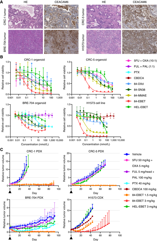 84-EBET shows substantial anticancer efficacy in CRC, LC, and BC models in vitro and in vivo. A, IHC analysis of CRC-1, CRC-5, BRE-704, and H1573 tumors. Scale bar, 100 μm. B, Growth inhibition by ADCs and standard chemotherapies in CRC-1, CRC-5, and BRE-704 PDX-derived organoids and the H1573 cell line. Data are presented as mean ± SD (n = 4 biological replicates). Fitted curves with nonlinear regression are shown. SN38, an active metabolite of irinotecan. 5FU + OXA has a different concentration range (10 nmol/L to 100 µmol/L + 1 nmol/L to 10 µmol/L) from those of the other agents. C, Relative tumor growth curves in response to ADCs and standard chemotherapies in CRC-1, CRC-5, BRE-704, and H1573 xenograft models. Arrowheads indicate times of drug administration. Data are presented as mean ± SD (n = 5 mice). CDX, cell line–derived xenograft; HEL, hen-egg lysozyme 3 (control).