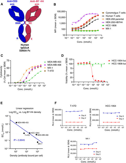 Design, binding, and in vitro activity of the B7-H4 bispecific molecule PF-07260437. A, Schematic illustration of the B7-H4 CD3 bispecific molecule PF-07260437. EE depicts two mutations in the hinge (C223E and P228E), and E depicts a mutation in CH3 (L368E) in the anti-B7-H4 arm. The RRR depicts three mutations in the hinge (C223R, E225R, and P228R), and R depicts a mutation in CH3 (K409R) in the anti-CD3 arm. B, Cell-based binding of PF-07260437 on the B7-H4-expressing human tumor cell line MX-1, HEK-293 cells transfected to express human B7-H4, and the human tumor cell line HCC-1806 that does not express B7-H4, parental HEK-293 cells, and CD3-mediated binding to primary human pan T cells and primary cynomolgus pan T cells. Data representative of three independent assessments are shown. C, Lactate dehydrogenase release-based in vitro cytotoxicity assay measuring T-cell killing of MX-1, MDA-MB-468, MDA-MB-453, and T-47D cells induced by PF-07260437. Representative data shown from a single T-cell donor from three separate T-cell donors tested. D, Luciferase-based cell viability assay measuring T-cell killing induced by PF-07260437 in HCC-1954-luc (cell line expressing B7-H4) and no T-cell killing induced by PF-07260437 in HCC-1806-luc (cell line that does not express B7-H4). E, Linear regression of log (EC50 of PF-07260437) and log (B7-H4 copy number measured by antibody bound per cell shown in Fig. 1K) in the five B7-H4–expressing cell lines tested in cytotoxicity assays. Goodness-of-fit R2 = 0.8045. Best fit and 95% confidence band are shown. F, Cell proliferation at days 2 and 6 after treatment with PF-07260437 without T cells measured by a CellTiter-Glo kit (Promega) in HR+HER2− cell line T-47D, HER2+ cell line HCC-1954, and TNBC cell line MX-1. Data in the figure are shown as nonlinear regression curves of mean ± SEM of two replicates. RLU, relative light units.