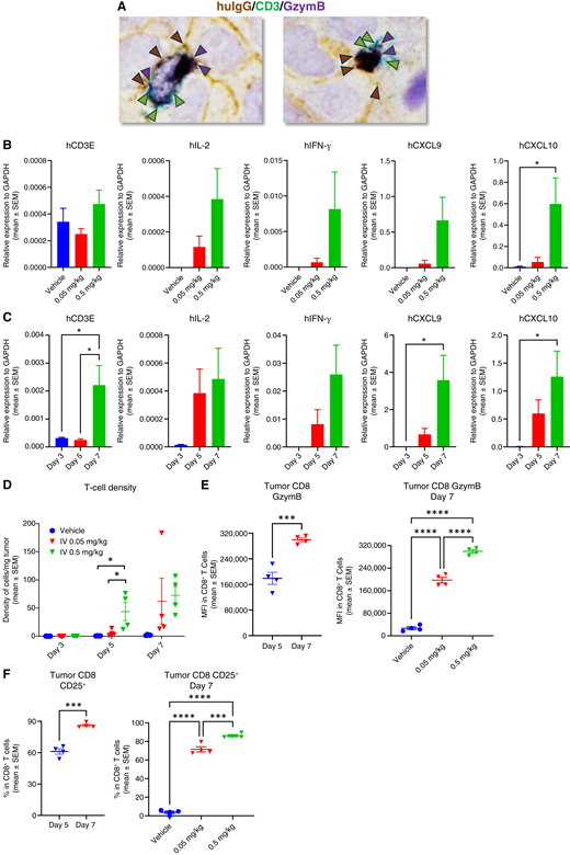 Immunomodulatory effects of PF-07260437 in vivo. MDA-MB-468 cells were inoculated subcutaneously, and human PBMCs were intravenously injected 6 days prior to treatment initiation. Once tumors were established, mice were dosed intravenously with PF-07260437 at 0.5 and 0.05 mg/kg or vehicle on days 0 and 7, and tumor samples were taken at different time points for PD evaluation. A, Magnified representative IHC images from day 5 samples to illustrate tumor cell and T-cell interaction: human IgG (DAB, brown arrows), CD3 (Vina Green, green arrows), and GzymB (purple stain, purple arrows) co-staining. B, Dose- and (C) time-dependent induction of human CD3E, IL2, IFNG, CXCL9, and CXCL10 genes was assessed by qRT-PCR analysis and standardized to the housekeeping gene GAPDH. Mean ± SEM of each group of four mice is shown. D–F, Flow cytometric analysis of tumor samples for T-cell number and activation at different doses and time points after PF-07260437 treatment. D, CD3+ T-cell density normalized to tumor weight. E, Time- and dose-dependent induction of GzymB in CD8+ T cells. F, Time- and dose-dependent upregulation of CD25 expression in CD8+ T cells. Mean ± SEM of each group of four mice is shown. Statistical analysis was done by unpaired t test for two-group comparisons or one-way ANOVA for multiple-group comparisons. *, P < 0.05; **, P < 0.01; ***, P < 0.001; ****, P < 0.0001.