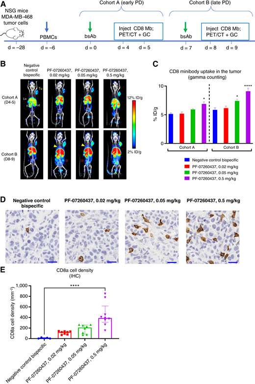 PET imaging with an anti-CD8 minibody detected kinetic and dose-dependent increases in CD8 T-cell infiltration following PF-07260437 treatment. A, Schematics showing the experimental design, dosing regimen (bsAb, bispecific antibody treatment), and imaging time points. B, Representative whole-body coronal maximum intensity projection images of mCT and PET overlay in the indicated treatment groups and time points. GI, gastrointestinal region; Kid, kidney; Liv, liver; Tu, tumor. C,Ex vivo quantitation of tumor uptake measured by gamma counting; N = 8/group. Statistical analysis was done by one-way ANOVA followed by Tukey multiple comparison test. *, P < 0.05; ****, P < 0.0001. D, Representative IHC images showing CD8a staining across different groups in cohort B. All images are shown at 20× objective. Scale bar, 50 µm. E, Quantitation of CD8a-positive T cells from the IHC images. N = 5–8. Statistical analysis was done by one-way ANOVA followed by the Kruskal–Wallis multiple comparisons test. ****, P < 0.001. C and E Data are mean ± SEM.