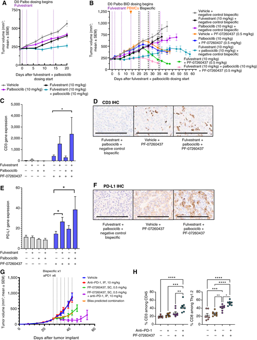 PF-07260437 induced significant TGI as a monotherapy and enhanced TGI in combination with standard-of-care and ICI therapies. A–F, TGI and PD of various treatments in HR+ ZR-75-1 human cancer cell line xenografts. A, HR+ ZR-75-1 human cancer cells were inoculated subcutaneously, and once tumors were in the 200–250 mm3 range (day 53 after tumor implant), mice were treated with vehicle or predosed with fulvestrant (subcutaneously; every 3 days loading dose followed by once weekly for 4 weeks), palbociclib [twice a day (BID) orally], or both agents for 21 days (pretreatment phase prior to PF-07260437 dosing). B, Subsequently, each of the predosed groups was injected intravenously with human PBMCs 7 days prior to being subdivided and receiving either PF-07260437 or negative control bispecific subcutaneously at weekly intervals in addition to continuing the same predosing treatment regimen. Mean ± SEM of each group of 10 mice is shown; tumor means are plotted until the first animal is lost from each group independently. Dashed vertical lines represent the days mice were dosed. C, To perform expression analyses, tumors were harvested on day 28 after fulvestrant + palbociclib initiation and processed into formalin-fixed, paraffin-embedded blocks, and a NanoString IO360 panel assay was performed. CD3 gene expression across various treatment groups is shown. D, CD3 IHC (DAB) with hematoxylin counterstain of selected groups. Representative images from the fulvestrant + palbociclib + negative control bispecific, vehicle + PF-07260437, and fulvestrant + palbociclib + PF-07260437 groups are shown at 20× objective. Scale bar, 200 µm. E, NanoString IO360 panel PD-L1 gene expression across various treatment groups. F, PD-L1 IHC (DAB) with hematoxylin counterstain of selected groups. Representative images from the fulvestrant + palbociclib + negative control bispecific, vehicle + PF-07260437, and fulvestrant + palbociclib + PF-07260437 groups are shown at 20× objective. Scale bar, 200 µm. G and H, Combination benefit of PF-07260437 and anti–PD-1 therapy in an immunocompetent humanized model. G, The TNBC syngeneic cell line E0771-hB7-H4 was inoculated subcutaneously into huCD3e mice, and tumors were allowed to establish. Once tumor volume was in the 100–150 mm3 range, mice were dosed once with PF-07260437 subcutaneously or vehicle control; a mouse anti–PD-1 blocking antibody was administered intraperitoneally every 3 days for six doses, or a combination of PF-07260437 and anti–PD-1 was given according to their respective schedules. Mean ± SEM of each group of 15 mice is shown; tumor means are plotted until the first animal is lost from each group independently. Dashed vertical lines represent days mice were dosed. H, Tumors were harvested 9 days after treatment start with PF-07260437/anti–PD-1, dissociated into single-cell suspensions, and analyzed by flow cytometry for CD3 and CD8 expression. Statistical analysis was done using one-way ANOVA. *, P < 0.05; **, P < 0.01; ***, P < 0.001; ****, P < 0.0001.
