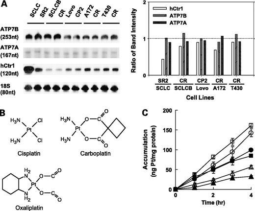 Figure 1. A, left, autoradiograph showing the expression of ATP7B, ATP7A, and hCtr1 mRNA in five pairs of cisplatin-sensitive and cisplatin-resistant cell lines as measured by the RNase protection assay. Expression levels of 18S RNA were used to assure equal loading. Signals were densitometrically scanned; right, ratios of ATP7B, ATP7A, and hCtr1 mRNA levels between the resistant cells and their corresponding sensitive cells. B, chemical structure of cisplatin, carboplatin, and oxaliplatin. C, cellular accumulation of cisplatin (○, •), carboplatin (▵, ▴), and oxaliplatin (□, ▪) in parental (SCLC, ○, ▵, □) and cisplatin-resistant (SR2, •, ▴, ▪) cells. Points, mean of triplicate measurements from three independent experiments; bars, SD.