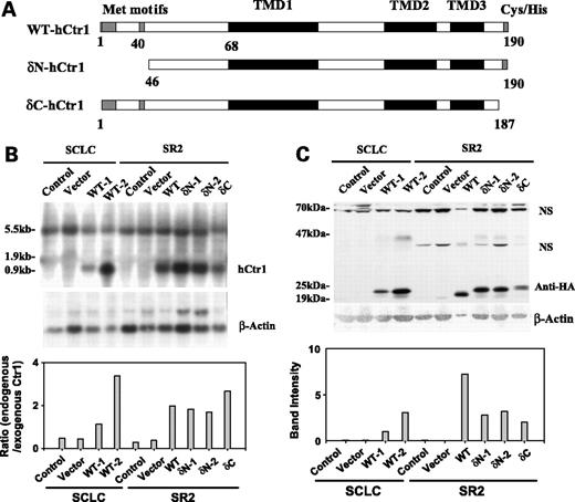 Figure 2. Expression of hCtr1 and its deleted mutants in the transfected cells. A, structure of WT hCtr1 and its δN and δC mutants. B, Northern blot analyses of expression of WT, δN, and δC hCtr1 mRNA were confirmed by measuring mRNA gene. 5.5 kb, transcript of a pseudogene; 1.9 kb, endogenous hCtr1 mRNA; 0.9 kb, transcript from the transfected cDNA. Signals were densitometrically scanned; bottom, ratios of exogenous hCtr1 mRNA signal to the endogenous one. C, Western blot expression analyses of stable transfection of WT, NH2-terminal deletion, and COOH-terminal deletion of hCtr1 transporter. Signals were densitometrically scanned; bottom, ratios of transfected hCtr1 protein to WT hCtr1 transfected in SCLC cell line (SCLC-WT1). SCLC and SR2 are cisplatin-sensitive and cisplatin-resistant cell lines of SCLC, respectively. SCLC vector and SR2 vector were transfected by vector only into the SCLC and SR2 cell lines; SCLC-WT1, SCLC-WT12, and SR2-WT were transfected by recombinant plasmid DNA containing WT hCtr1 gene. SR2-δN1 and SR2-δN2 and SR2-δC were transfected with NH2- and COOH-terminal deletion mutant, respectively.