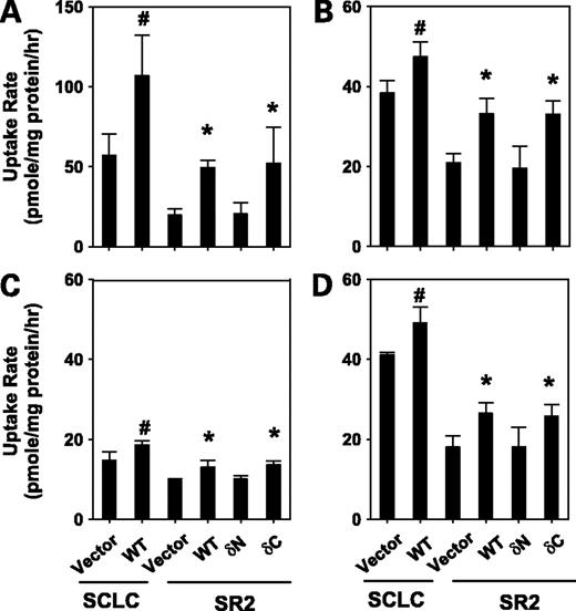 Figure 3. Uptake rates of copper (A), cisplatin (B), carboplatin (C), and oxaliplatin (D) in stable transfectant cell lines of SCLC vector, WT and SR2 vector, WT, δN, and δC. 64Cu (2 μmol/L), cisplatin (40 μmol/L), carboplatin, and oxaliplatin were added to stable transfectant cell line. Cells were incubated 0–4 hours at 37°C, and uptake into the cells was measured. Rates of uptake of copper and platinum-based drugs were calculated from the slopes of the uptake-time profiles as similarly shown in Fig. 1C. Rates of 64Cu uptake were similarly calculated. Representative of triplicate measurements from three independent cultured cells. Columns, mean; bars, SD. #, P < 0.01, significantly different from SCLC vector (Student's t test). *, P < 0.01, significantly different from SR2 vector (Student's t test).