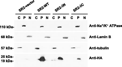 Figure 4. Western blot analyses of cellular distribution of the HA-tagged hCtr1 protein in the cytosolic (C), plasma membrane (P), and nucleic (N) fractions in various transfected cell lines. Cell fractions were separated by discontinuous sucrose gradient centrifugation as described in Materials and Methods. Antitubulin, anti-Na+/K+-ATPase, and anti–lamin B antibodies were used to probe cytoplasmic, plasma membrane, and nuclear fractions, respectively. Anti-HA antibody was used to probe hCtr1 protein encoded by the transfected cDNA.
