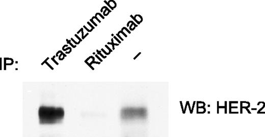 Figure 2. Western blot of HER-2 after immunoprecipitation with trastuzumab, demonstrating the ability of trastuzumab to bind and precipitate HER-2 protein extracted from JIMT-1 and SKBR-3 cells. Rituximab was used as a negative control antibody.