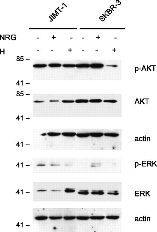 Figure 5. Western blots showing the activity of the main signaling pathways Akt and MAPK/Erk in JIMT-1 and SKBR-3 either stimulated with neuregulin 50 ng/mL (NRG) or treated with trastuzumab (H).