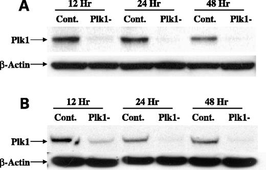 Figure 4. Western blot detection of Plk1 protein levels for antisense transfected MiaPaCa-2 (A) and Panc-1 (B) cells. Cells were treated with either Plk1 specific antisense or scrambled control oligonucleotides and harvested at the indicated time points. Two hundred nanomolar oligo concentration was used for both Plk1 antisense (Plk1-) and control (Cont.).