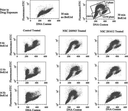 Figure 3. Effect of DMS analogues on the cell cycle. RCC line 109 was labeled with BrdUrd prior to exposure to IC90 concentrations of NSC 268965, NSC 281612, or diluent control treated. Cells were harvested at subsequent time points and evaluated for cell cycle progression. Complete cell cycle arrest was noted for NSC 268965, while NSC 281612 only induced G0-G1 and G2-M arrest.