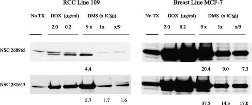 Figure 5. Effect of DMS analogues on p53 induction in a RCC line 109 and breast cell line MCF-7. Lysates were prepared following 18-hour exposure to selected DMS compounds or doxorubicin. The proteins were electrophoresed and immunoblotted with antibodies to p53. Modest induction of p53 was found in RCC line 109 following all treatments, while greater induction of p53 was found for MCF-7 cells.