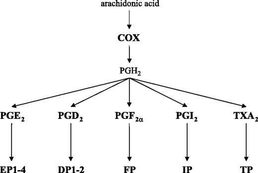 Figure 1. The five main PG species produced from the PG synthesis pathway with their cognate cell surface receptors. Plasma membrane–derived arachidonic acid, which is produced by phospholipase A2, is converted by either of the two COX isoforms (COX-1 or COX-2) into PGH2. Subsequently, PGH2 is converted to a series of PG end products by specific PG synthases (e.g., PGE synthase). There are at least three PGE synthase isoforms (cytosolic PGE synthase and microsomal PGE synthase-1 and PGE synthase-2) that couple functionally to individual upstream COX isoforms (3). For example, inducible microsomal PGE synthase-1 preferentially uses PGH2 from the inducible isoform of COX (COX-2). PGs act in an autocrine and/or paracrine manner via individual families of cell surface, seven-transmembrane domain, G protein–coupled receptors. For example, PGE2 acts via a family of four EP receptors termed EP1 to EP4 (3).