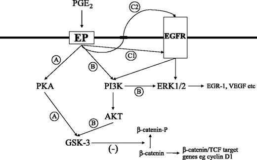 Figure 2. The relationship between EP receptor (EP) activation by PGE2 and other signal transduction pathways. Signaling through EP2 leads to GSK-3 phosphorylation via a protein kinase A–dependent mechanism (A). EP4 receptor activation also leads to GSK-3 phosphorylation, but this occurs via a mechanism involving phosphatidylinositol 3-kinase and AKT (B). GSK-3 inactivation by EP2 and EP4 signaling in human embryonic kidney cells has been shown to lead to increased transcriptional activity of β-catenin, presumably via an increase in β-catenin protein levels, consequent on reduced β-catenin phosphorylation by GSK-3. EP4 receptor signaling also leads to ERK signaling. EP1 receptor signaling can also activate ERK signaling in human colorectal cancer cells. Whether activation of phosphatidylinositol 3-kinase and ERK signaling occurs directly from EP receptors or indirectly through a mechanism that could involve intracellular (C1) or extracellular (C2) EGFR activation is currently unknown. Abbreviations: (-), inhibition; EGR-1, early growth response factor.
