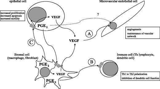 Figure 3. PGE2-EP receptor signaling during intestinal tumorigenesis. PGE2 (derived from COX-1-mediated and/or COX-2-mediated PG synthesis pathways) can act in an autocrine and/or paracrine manner in stromal and epithelial cell compartments of tumors. It is unclear what the contribution is of each cellular compartment to PGE2 bioactivity in colorectal neoplasms. Currently, evidence is perhaps strongest for a role for stromal cell (fibroblast and/or macrophage) EP receptor (subtypes 2 and 3) signaling in promotion of angiogenesis (A) and impairment of host immune antitumor surveillance (B). PGE2 also contributes to T-lymphocyte development (87) and a switch from a Th1 to Th2 predominant immune response (88). It is unknown whether endothelial cells express EP receptors and so whether PGE2 has direct activity on the vasculature. At least part of the angiogenic activity of COX-2 is believed to be mediated by increased expression of the proangiogenic factor VEGF. Direct PGE2-EP receptor signaling (subtypes 2 and 4) in epithelial cells is also likely to be important in intestinal neoplasms in vivo (C).