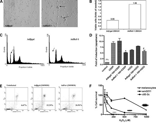 Figure 3. A and B, changes in cultured normal melanocytes with transient overexpressing of APE/Ref-1 using a recombinant adenovirus, Adref-1, encoding full-length APE/Ref-1. A, effects on morphology of melanocytes. Taken 48 h after infection (200 MOI). Arrows, foci compared with Adβgal (control virus). Representative of one of two experiments. B, effects on melanocytes viability after UVB irradiation. After 16 h of infection of Adref-1, cultured melanocytes were radiated by UVB (100 mJ/cm2). Three days later, the total number of viable cells was counted by trypan blue dye exclusion assay. C, effects of Ref-1 on cell cycle distribution in human melanoma c83-2c cells. Cells were infected with Adref-1 (100 MOI) for 16 h and cell cycle variables were investigated by flow cytometry after propidium iodide staining. D and E, effects of APE/Ref-1 on induced apoptosis in different melanoma cell lines. wm3211 primary melanoma cells (D) and c81-46A melanoma cells (E) were infected with Adref-1 or AdFer, respectively, for 16 h. After infection, cells were incubated with cisplatin (10 μmol/L; CDDP) for 3 d followed by Annexin V/propidium iodide staining for flow cytometry assay as described in Materials and Methods. *, P < 0.05 compared with Adβgal with cisplatin treatment; #, P < 0.05, compared with Adβgal with H2O2 treatment. F, resistance of human melanoma cell lines to H2O2 treatment. After 72 h of incubation of H2O2 at different doses, cells were collected. The total number of viable cells was counted by trypan blue dye exclusion assay. Points, mean of three separate experiments. Also represented is the relative nuclear Ref-1 level as measured by Western blot.