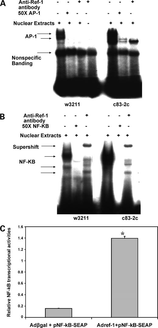 Figure 4. APE/Ref-1 is essential for transcription factor DNA-binding activities in human melanoma cells [AP-1 (A) and NF-κB (B)]. EMSA with 32P-labeled AP-1 or NF-κB oligonucleotide probe was used as described in Materials and Methods and 50× excess unlabeled respective oligonucleotides were added for the specific competition. The nuclear extracts from different cell lines were subjected to EMSA in absence or presence of anti-Ref-1 antibody. Adding anti-Ref-1 antibody not only significantly shifts nuclear NF-κB DNA binding in both primary wm3211 and metastatic c83-2c melanoma cells but also diminished AP-1 DNA-binding activities. C, overexpression of Ref-1 significantly induced NF-κB transcriptional activities in melanoma c83-2c cells. Cells were infected by Adref-1 or Adβgal (200 MOI) for 16 h followed by transfection of NF-κB/SEAP reporter vector. NF-κB binding results in activation of the SEAP gene and protein activity was quantitated by luminometer. The relative SEAP activity was presented as n-fold of positive control vector pSEAP2. Columns, mean of two independent experiments; bars, SD. *, P < 0.05, significantly different from Adβgal + pNF-κB-SEAP.