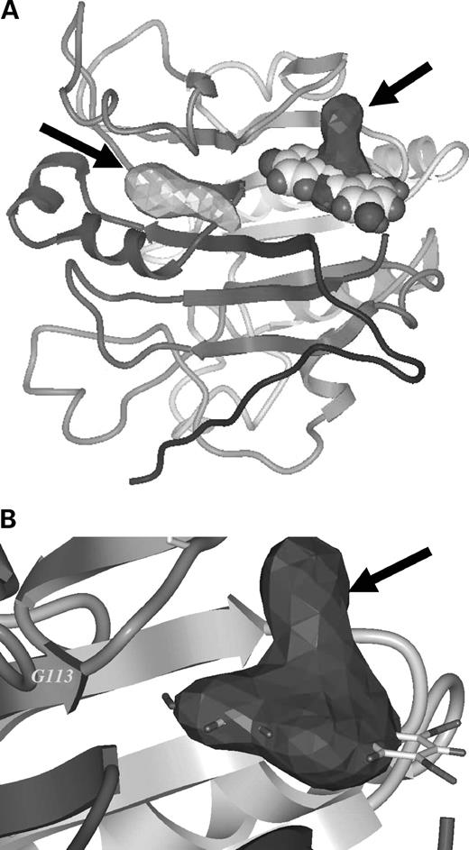 Figure 5. Model of resveratrol docked to one of two druggable pockets of Ref-1. A, structure of the human Ref-1 protein illustrated by a ribbon schematic using a gradient from black at the NH2 terminus to gray at the COOH terminus. The shapes of each druggable pocket, as identified by ICM in the redox-regulating domain, are shown in gray (left; arrow) and black (right; arrow). A CPK space-filling model of resveratrol is docked in the druggable pocket (right). B, a close-up view of the putative binding site of resveratrol (represented by a stick model). The resveratrol is mostly confined to the spatial volume of the druggable pocket (represented by the three-dimensional mesh; arrow).