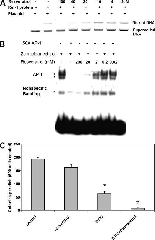 Figure 6. Resveratrol inhibits APE/Ref-1 endonuclease and redox-activating activities in vitro and sensitizes melanoma cells to DTIC treatment. A, AP endonuclease assay was done as described in Materials and Methods. Melanoma extracts (10 ng) containing Ref-1 protein was added into each assay mixture with or without resveratrol for 0.5 h at 37°C. The reaction products were resolved on a 0.8% agarose gel. The gel was stained with ethidium bromide to visualize supercoiled and nicked, relaxed plasmid DNA and was photographed. B, EMSA with 32P-labeled AP-1 oligonucleotide probe was used as described in Materials and Methods, and 50× excess unlabeled AP-1 oligonucleotides were added for the specific competition and 50× excess unlabeled NF-κB oligonucleotides were added for nonspecific competition. The nuclear extracts from melanoma cells were coincubated with the absence or presence of resveratrol at different concentrations for 30 min at 37°C followed by EMSA assay to detect the AP-1 DNA-binding activities. C, c83-2c cells with or without resveratrol (25 μmol/L) pretreatment for 48 h incubated with DTIC (10 μmol/L) for 3 d. Seven days later, colony numbers per dish were counted. *, P < 0.05 compared with control; #, P < 0.05, compared with DTIC alone.