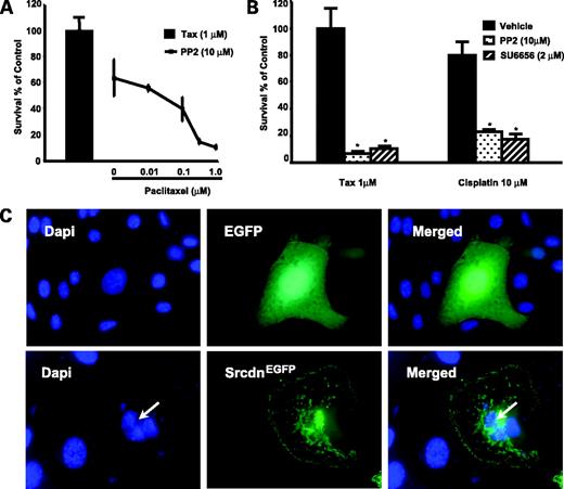 Figure 2. Src inhibition in ID8 paclitaxel-resistant cells restores sensitivity to paclitaxel. ID8TaxR cells were treated for 48 h (A) with the indicated concentration of paclitaxel or paclitaxel plus PP2 (10 μmol/L). Cells were also treated with paclitaxel or cisplatin with or without the Src inhibitors PP2 or SU6656 (B). At the end of the treatment period, viable cell number was determined by trypan blue exclusion and direct cell counts. Columns, mean; bars, ± SE of the percentage of survival of untreated control cells; *, significant difference from 100% control. Alternatively, ID8TaxR mouse ovarian cancer cells were transfected with either EGFP or Src dominant-negative-EGFP fusion construct (C) and 24 h later exposed to 1 μmol/L paclitaxel for 24 h. Cells were then fixed and nuclei-stained with 4′,6-diamidino-2-phenylindole (blue). Note fragmented nucleus in Src dominant-negative-EGFP fusion construct–transfected cell (arrow). Experiments were repeated at least thrice to insure consistency of results.