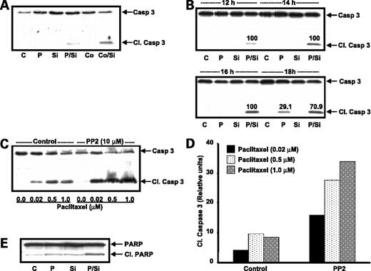 Figure 3. Src inhibition and paclitaxel combination treatment induces processing of procaspase-3. ID8 mouse ovarian cancer cells were treated overnight with paclitaxel (P, 0.2 μmol/L), colchicine (Co, 10 μmol/L), the Src inhibitor PP2 (Si, 10 μmol/L), or the indicated combinations (A). Time course experiments were also done with paclitaxel (0.2 μmol/L), PP2 (10 μmol/L), or both for the indicated periods of time (B) and a dose-response to paclitaxel with or without PP2 (10 μmol/L) for 24 h was done (C). Processing and caspase-3 cleavage was determined by immunoblot analysis with an antibody that detects both procaspase-3 and cleaved/processed caspase-3 (A–C). Accumulation of cleaved caspase-3 was quantified by densitometric analysis and the dose-response presented in graphical form (D); numbers above bands (B) indicate relative densitometric values within a time period. Processing and poly-ADP ribose polymerase cleavage was determined by immunoblot analysis with an antibody that detects both intact and cleaved poly-ADP ribose polymerase (E). Blots are from representative experiments. Experiments were repeated at least thrice to ensure consistency of results.