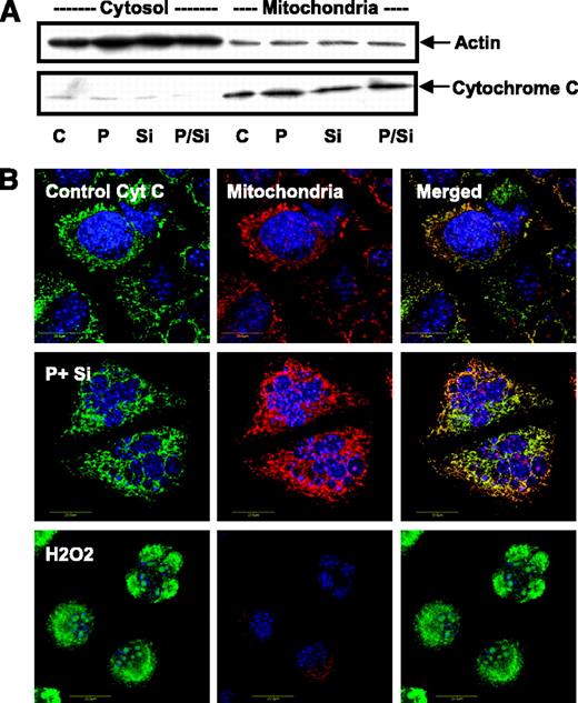 Figure 5. Mitochondrial cytochrome c is not released in response to paclitaxel and Src inhibition combination treatment. ID8 mouse ovarian cancer cells were treated with paclitaxel (P, 1 μmol/L), the Src inhibitor PP2 (Si, 10 μmol/L), or both for 24 h. A, cytosolic cytochrome c was determined by immunoblot analysis. B, colocalization of cytochrome c and mitochondria was determined by confocal microscopy. At the end of the treatment period, functional mitochondria were labeled with MitoTracker red, followed by fixation of cells and immunofluorescence with an antibody specific for cytochrome c and a FITC-tagged secondary antibody (green). Nuclei were counterstained with 4′,6-diamidino-2-phenylindole (blue). H2O2 (500 μmol/L)–treated cells served as a positive control for mitochondrial dysfunction and cytochrome c release. Note maintained colocalization of cytochrome c and mitochondria but fragmented nuclei (indicating apoptosis) in paclitaxel/PP2-treated cells.