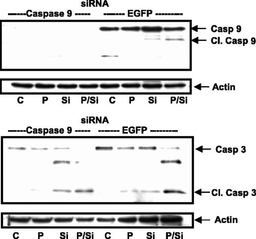 Figure 6. Caspase-9 knockdown does not prevent caspase-3 processing in response to paclitaxel and Src inhibition combination treatment. ID8 cells were transfected with EGFP plasmid in combination with small interfering RNA specific for either caspase-9 or EGFP. Twenty-four hours posttransfection, cells were treated with paclitaxel (P, 1 μmol/L), the Src inhibitor PP2 (Si, 10 μmol/L), or both for a further 24 h. Cells were then lysed and caspase-9 (A) and caspase-3 (B) expression and processing was determined by immunoblot analysis. β-Actin expression was used as a loading control. Note cleaved caspase-3 even in cells in which caspase-9 has been efficiently knocked down.