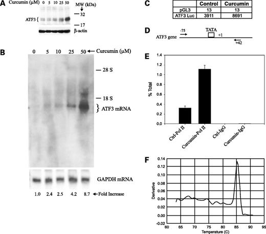 Figure 1. Curcumin increased ATF3 expression in a dose-dependent manner. MDA-1986 cells were treated with varying concentration of curcumin for 4 h, total RNA extracted and subjected either to Western blotting (A) or to Northern blotting (B) for ATF3 protein and mRNA, respectively. For the Northern blotting, cDNAs specific for ATF3 and GAPDH were employed. Fold changes in the ATF3 signal were determined by densitometric analysis. The experiment was repeated at least once. C, MDA-1986 cells were transfected with either a promoterless reporter (pGL3) or a luciferase reporter driven by the ATF3 promoter. After 24 h, curcumin (50 μmol/L final concentration), or carrier (Control), were added and the cells were incubated for an additional 4 h. Subsequently, cell lysates (equivalent protein) were assayed for luciferase activity. Average luciferase values of duplicate experiments. D–F, MDA-1986 cells were treated with curcumin (50 μmol/L) or DMSO (Ctrl) for 3.5 h after which DNA proteins were cross-linked with formaldehyde and subjected to chromatin immunoprecipitation using an anti-RNA polymerase II antibody (Pol II) or IgG. Reaction products were quantified by real-time PCR (E) using the indicated primers (D) complementary with the ATF3 gene. Columns, average of three separate determinations; bars, ±SD. After analysis, a melting curve (F) was done to confirm the amplification of a single product.