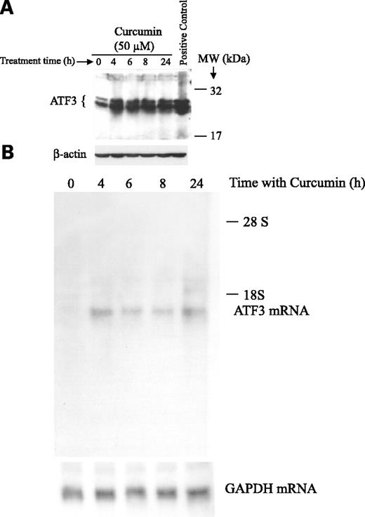 Figure 2. Curcumin increased ATF3 expression in a time-dependent manner. Western (A) and Northern (B) blotting of the time-dependent increase in ATF3 protein/mRNA, respectively. Conditions were as described in Fig. 1 legend with the exception that a concentration of 50 μmol/L curcumin was used. Positive control in A is HCT 116 cell lysate. Typical of duplicate experiments.