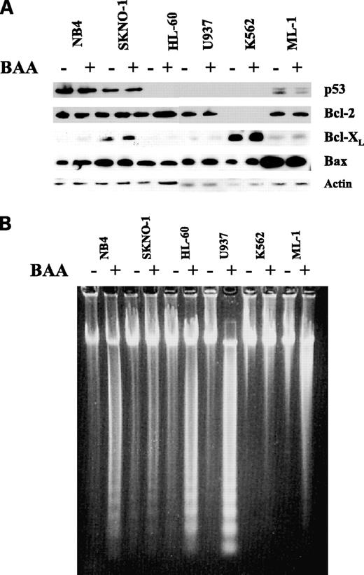 Figure 3. Boswellic acid acetate induces apoptosis of myeloid leukemia cells independent of p53, Bcl-2, Bcl-XL or Bax. A, levels of p53, Bcl-2, Bcl-XL, and Bax proteins measured by Western blot analysis. B, DNA fragmentation. The cells were treated with 15 μg/mL of boswellic acid acetate for 24 h. Western blot analysis was used to compare protein levels and the level of DNA fragmentation were determined as described in Materials and Methods. BAA, boswellic acid acetate.