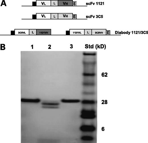 Figure 1. Construction and expression of the anti-KDR (1121) × anti-Flt-4 (3C5) bispecific diabody. A, schematic representation of the expression constructs for scFv 1121, scFv 3C5, and the diabody (drawings are not to scale). B, expression and purification of the scFv and the diabody. The antibodies were expressed in E. coli, purified by affinity chromatography, and analyzed by SDS-PAGE. Lane 1, scFv 1121; lane 2, the diabody; lane 3, scFv 3C5; right, positions of molecular weight markers in kilodaltons (kDa).