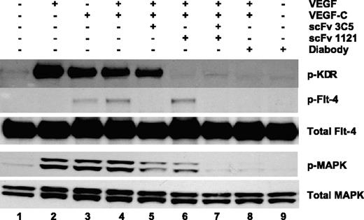 Figure 4. Inhibition of VEGF and VEGF-C-stimulated activation of KDR, Flt-4, and p44/p42 MAPK in HUVEC by the diabody. Serum-starved subconfluent HUVEC were first incubated with various antibodies (200 nmol/L) at room temperature for 30 min, followed by stimulation with VEGF (100 ng/mL), VEGF-C (100 ng/mL), or a combination of both ligands at room temperature for 15 min. The level of receptor and MAPK phosphorylation was assayed by Western blotting analysis. Lane 1, control; lane 2, VEGF; lane 3, VEGF-C; lanes 4-8, VEGF plus VEGF-C in the presence of PBS (lane 4), scFv 3C5 (lane 5), scFv 1121 (lane 6), the diabody (lane 7), or the mixture of scFv 3C5 and scFv 1121 (lane 8); lane 9, diabody alone in the absence of any ligand.