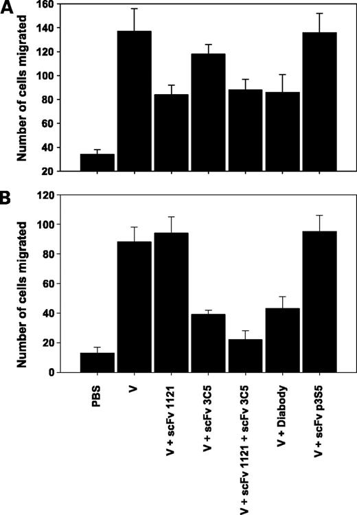 Figure 5. Inhibition of (A) VEGF- and (B) VEGF-C-induced migration of bovine aortic endothelial cells by the diabody. bovine aortic endothelial cells in upper wells were induced to transmigrate in the presence or absence of the antibodies (20 nmol/L), through 8 μm polycarbonate filters towards the ligand, VEGF, or VEGF-C (5 ng/mL), added in the bottom wells. The transmigrated cells were stained with Hoechst stain, imaged under epifluorescence using 20× lens and counted using automatic image analysis. Columns, mean; bars, ±SD; V, VEGF (A) or VEGF-C (B).