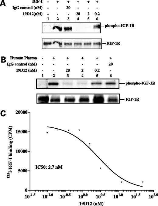 Figure 1. Inhibition of receptor autophosphorylation and ligand binding to the receptor. A, A2780 cells were treated with various concentrations of 19D12 antibody (lane 4, 20 nmol/L; lane 5, 2 nmol/L; lane 6, 0.2 nmol/L) or control IgG (lane 3, 20 nmol/L) for 0.5 h before stimulation with IGF-I (20 ng/mL). Each cell lysate (400 μg) was subjected to immunoprecipitation with an IGF-IR–specific antibody. The precipitated cell lysates were separated on 10% SDS-PAGE and transferred to a nitrocellulose blot. The filter was probed with anti-phosphotyrosine antibody 4G10. Lane 1, untreated cells; lanes 2 to 6, IGF-I (20 ng/mL)–treated cells. The blot was then stripped and reprobed with anti–IGF-IR antibody (bottom). B, A2780 cells were treated with various concentrations of 19D12 antibody (lane 3, 20 nmol/L; lane 4, 2 nmol/L; lane 5, 0.2 nmol/L) or control IgG (lane 6, 20 nmol/L) for 0.5 h before stimulation with human plasma. Each cell lysate (400 μg) was subjected to immunoprecipitation with an IGF-IR–specific antibody. The precipitated cell lysates were separated on 10% SDS-PAGE and transferred to a nitrocellulose blot. The filter was probed with the anti-phosphotyrosine antibody 4G10. Lane 1, untreated cells; lanes 2 to 6, IGF-I (20 ng/mL)–treated cells. The blot was then stripped and reprobed with anti–IGF-IR antibody (bottom). C, various concentrations of 19D12 and [125I]IGF-I were added to a 96-well filter plate. IGF-IR-transfected HEK-293 cells (20,000 per well) were added to each well to initiate binding. The plate was shaken for 1 h, aspirated, washed, and counted on a gamma counter.