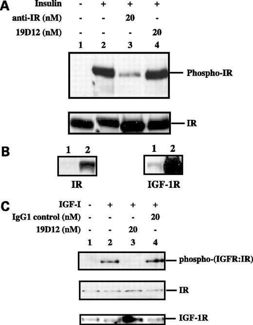 Figure 2. 19D12 activity against insulin receptor (IR) receptors and IGF-IR/insulin receptor hybrid receptors. A, Rat1/hIRβ cells were treated 20 nmol/L 19D12 (lane 4) or neutralizing antibody against insulin receptor (lane 3) for 0.5 h before stimulation with insulin (20 ng/mL) for 5 min. Each cell lysate (400 μg) was subjected to immunoprecipitation with an insulin receptor–specific antibody. The precipitated cell lysates were separated on 10% SDS-PAGE and transferred to a nitrocellulose blot. The filter was probed with the anti-phosphotyrosine antibody 4G10. Lane 1, untreated cells; lane 2, insulin (20 ng/mL)–treated cells. The blot was then stripped and reprobed with anti–insulin receptor antibody (bottom). B, 19D12 (lane 2) or protein G agarose alone (lane 1) was used to immunoprecipitate 400 μg each of A2780 cell lysate. The precipitated cell lysates were separated on 10% SDS-PAGE and transferred to a nitrocellulose blot. The filter was probed with an anti–insulin receptor antibody (left). The blot was then stripped and reprobed with anti–IGF-IR antibody (right). C, A2780 cells were treated with 20 nmol/L 19D12 (lane 3) or control IgG antibody (lane 4) for 0.5 h before stimulation with IGF-I (20 ng/mL) for 5 min. Each cell lysate (400 μg) was subjected to immunoprecipitation with an insulin receptor–specific antibody. The precipitated cell lysates were separated on 10% SDS-PAGE and transferred to a nitrocellulose blot. The filter was probed with the anti-phosphotyrosine antibody, 4G10. Lane 1, untreated cells; lane 2, IGF-I (20 ng/mL)–only treated cells. The blot was stripped and reprobed with anti-insulin receptor antibody (middle) and subsequently stripped again and reprobed with anti–IGF-IR (bottom).