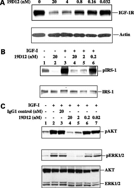 Figure 3. Down-modulation of IGF-IR and inhibition of IRS-1, AKT, and MAPK activation. A, MCF7 cells were treated with various concentrations of 19D12 antibody (lane 2, 20 nmol/L; lane 3, 4 nmol/L; lane 4, 0.8 nmol/L; lane 5, 0.16 nmol/L; lane 6, 0.032 nmol/L) for 4 h. Each cell lysate (50 μg) was separated by 10% SDS-PAGE and transferred to a nitrocellulose blot. The blot was probed with anti–IGF-IR antibody (top), stripped, and reprobed with anti-actin antibody (bottom). B, A2780 cells were treated with various concentrations of 19D12 antibody (lanes 2 and 4, 20 nmol/L; lane 5, 2 nmol/L; lane 6, 0.2 nmol/L) for 4 h. Each cell lysate (50 μg) was separated by a 10% SDS-PAGE and transferred to a nitrocellulose blot. The blot was probed with anti-phospho-IRS-1 antibody (top). Bottom, loading control where the blot was probed with anti-IRS-1 antibody. Lane 1, untreated cells; lane 3, IGF-I (20 ng/mL)–treated cells. C, A2780 cells were treated with various concentrations of 19D12 antibody (lane 4, 20 nmol/L; lane 5, 2 nmol/L; lane 6, 0.2 nmol/L; lane 7, 0.02 nmol/L) for 4 h. Each cell lysate (50 μg) was separated by a 10% SDS-PAGE and transferred to a nitrocellulose blot. The blot was probed with anti-phospho-AKT antibody first (top), then reprobed with anti-phospho–extracellular signal-regulated kinase 1/2 (ERK1/2) antibody (middle). The blot was subsequently stripped and probed with anti-AKT and anti-ERk1/2 antibodies (bottom). Lane 1, untreated cells; lanes 2 to 7, IGF-I (20 ng/mL) treated cells; lane 3, cells treated with 20 nmol/L control IgG.