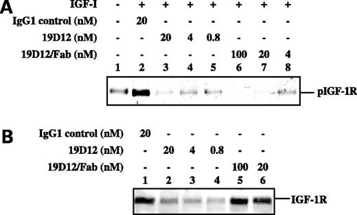 Figure 4. Activities of F(ab) fragment of 19D12. A, MCF7 cells were treated with various concentrations of full-length 19D12 antibody (lane 3, 20 nmol/L; lane 4, 4 nmol/L; lane 5, 0.8 nmol/L) or F(ab) fragment of 19D12 (lane 6, 100 nmol/L; lane 7, 20 nmol/L; lane 8, 4 nmol/L) for 0.5 h before stimulation with IGF-I (20 ng/mL). Each cell lysate (400 μg) was subjected to immunoprecipitation with an IGF-IR–specific antibody. The precipitated cell lysates were separated on 10% SDS-PAGE and transferred to a nitrocellulose blot. The filter was probed with anti-phosphotyrosine antibody 4G10. Lane 1, untreated cells; lane 2, cells treated with 20 nmol/L control IgG. B, MCF7 cells were treated with various concentrations of full-length 19D12 antibody (lane 2, 20 nmol/L; lane 3, 4 nmol/L; lane 4, 0.8 nmol/L) or F(ab) fragment of 19D12 (lane 5, 100 nmol/L; lane 6, 20 nmol/L) for 4 h. Each cell lysate (50 μg) was separated by a 10% SDS-PAGE and transferred to a nitrocellulose blot. The blot was probed with anti–IGF-IR antibody. Lane 1, cells treated with 20 nmol/L control IgG.