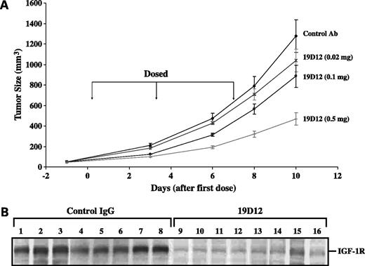 Figure 7. Inhibition of A2780 tumor growth in mice. A, four million A2780 human ovarian carcinoma cells in 50% growth factor–reduced Matrigel were inoculated s.c. into nude mice. 19D12 treatment was initiated when the tumor size reached ∼50 mm3 (day 0). Two additional doses were given at days 3 and 7. Tumor volumes were measured by Labcat. B, each tumor lysate (1 mg) was separated by a 10% SDS-PAGE (lanes 1-8, tumor lysates from control animals; lanes 9-16, tumor lysates from 19D12-treated animals) and transferred to nitrocellulose blots. The blots were probed with anti–IGF-IR antibody.