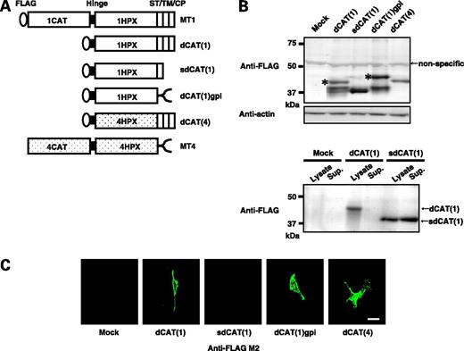 Figure 1. Expression of mutant forms of MT1-MMP lacking the catalytic domain. A, schematic presentation of FLAG-tagged mutant forms of MT1-MMP lacking the catalytic domain. MT1, MT1-MMP; MT4, MT4-MMP; FLAG, FLAG epitope; 1CAT, catalytic domain of MT1-MMP; 1HPX, hemopexin-like domain of MT1-MMP; 4CAT, catalytic domain of MT4-MMP; 4HPX, hemopexin-like domain of MT4-MMP; gpi, glycosylphosphatidylinositol anchor; ST, stalk region; TM, transmembrane domain; CP, cytoplasmic tail. B, HT1080 cells were transfected with plasmids encoding the indicated mutants and the expression of the mutant proteins was examined by Western blotting using anti-FLAG M2 mAb (top). Asterisk, the bands corresponding to the ones having propeptide sequence. Actin was also similarly detected using the anti-actin antibody. To detect sdCAT(1) secreted in the culture supernatant, proteins in the medium were precipitated with 10% trichloroacetic acid and analyzed similarly (bottom). C, mutant proteins expressed on the cell surface were detected by immunostaining. Transfected cells were reacted with anti-FLAG M2 mAb without permeabilization and the bound antibody was visualized with Alexa 488-conjugated anti-mouse IgG. Bar, 25 μm.