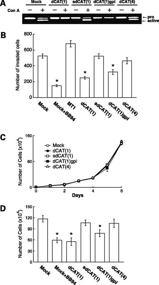 Figure 2. Effect of dCAT mutants on MT1-MMP–mediated functions. A, effect of the mutants on the activation of proMMP-2. HT1080 cells expressing the indicated mutants were cultured in serum-free medium in the absence or presence of concanavalin A (50 μg/mL) for 24 h. The conditioned media were collected and subjected to gelatin zymography. Arrows, proMMP-2 (pro) and the activated form of MMP-2 (active). B, effect of the mutants on invasion into Matrigel. Transfected cells (1 × 105 cells) were seeded onto a transwell chamber using a membrane with 8 μm pores and coated with Matrigel. Cells were cultured for 24 h and the number of cells invading the lower chamber was counted (mean ± SE). C, effect of mutants on cell growth in a collagen-coated dish. Cells expressing the indicated mutants were cultured on a type 1 collagen-coated dish and the number of cells was counted on the indicated day. D, effect of mutants on cell growth in collagen matrix. Transfected cells were suspended in type 1 collagen solution and seeded onto a culture dish. After collagen gel was formed, cells were cultured for 7 d at 37°C, harvested after collagenolysis and counted.