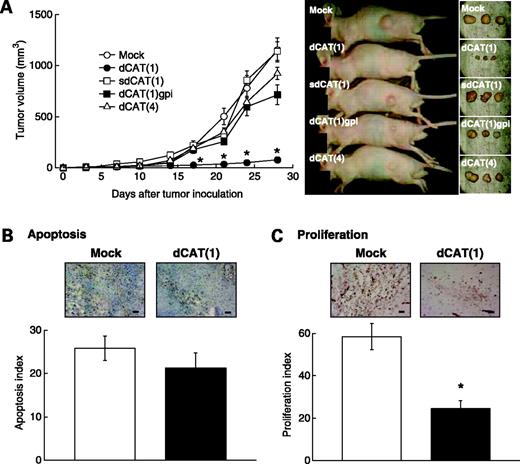 Figure 3. Effect of dCAT mutants on tumor formation by HT1080 cells. A, HT1080 cells (1 × 105 cells) transfected with the indicated plasmids were inoculated s.c. into athymic nude mice. The size of the tumors was monitored for 28 d and expressed as the mean ± SE (n = 14; left). Middle, tumors at the inoculated sites; right, dissected tumors. B, sections of mock and dCAT(1)-transfected tumors were examined for apoptosis with terminal nucleotidyl transferase–mediated nick end labeling (×200) staining (top). Bar, 100 μm. Positive cells were counted and expressed as the mean ± SE (bottom). C, the same sections were immunostained for proliferation marker Ki-67 (×200; top). Bar, 100 μm. Positive cells were counted and presented as the mean ± SE (bottom).