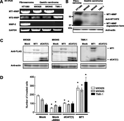 Figure 4. Effect of dCAT mutants on gastric carcinoma cells. A, the expression of MT1-MMP was examined in three human gastric carcinoma cells by reverse transcription-PCR. Total RNA was extracted from the cells and mRNAs for MT1-MMP and MMP-2 were examined by reverse transcription-PCR using specific primers. Amplified fragments were analyzed by agarose gel electrophoresis. B, the cells were lysed and analyzed by Western blotting using antibodies against the HPX domain of MT1-MMP (Anti-MT1HPX) and actin (Anti-actin). Arrows, specific bands detected by anti-MT1HPX. C, the expression plasmid of either FLAG-tagged MT1-MMP (MT1) or dCAT(1) was transfected into the indicated gastric carcinoma cells and stable transfectants were selected. The protein expression was analyzed by Western blotting using anti-FLAG M2 mAb (Anti-FLAG). D, transfected cells (1 × 105 cells) were seeded onto a Matrigel-coated membrane with 8 μm pores in a transwell chamber and cultured for 24 or 48 h in the absence or presence of 10 μmol/L BB94. The number of cells invading the lower chamber was counted and presented as the mean ± SE.