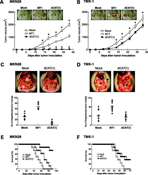 Figure 5. Effect of dCAT mutants on tumor formation by gastric carcinoma cells. A, MKN28 cells (2 × 106 cells) transfected with the indicated expression plasmids were inoculated s.c. into athymic nude mice. The tumor size was monitored and presented as the mean volume ± SE (n = 8). Insets, dissected tumors from mice on the 28th d. B, TMK-1 cells transfected with the indicated plasmids were analyzed similarly. C and D, peritoneal dissemination of MKN28 (C) and TMK-1 (D) cells was examined. Cells (2 × 106 cells) transfected with the indicated plasmid were inoculated i.p. into athymic nude mice. After the 28th d, the mice were sacrificed and the number of tumor nodules in the cavity was counted. The pictures are representative cases showing metastatic nodules of either mock- or dCAT(1)-transfected cells in the peritoneum. Arrows, tumor nodules. (E and F): the survival of mice implanted with either MKN28 (E) or TMK-1 (F) cells i.p. was monitored and presented by a Kaplan-Meier plot.