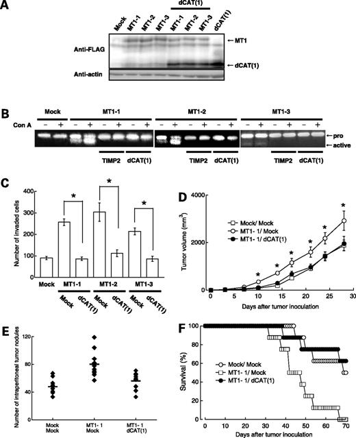 Figure 6. Antitumor activity of dCAT(1) was selective in cells expressing MT1-MMP in vitro and in vivo. A, TMK-1 cells were transfected with pcDNA3.1 carrying FLAG-tagged MT1-MMP gene and three zeocin-resistant clones were isolated (MT1-1, MT1-2, and MT1-3). These cells were further transfected with the indicated mutant genes carried by pCEP4 and hygromycin-resistant transfectants were selected. The expression of transfected genes was examined by Western blotting using anti-FLAG M2 mAb. Actin was similarly detected using an anti-actin antibody. B, transfected TMK-1 cells were cultured in serum-free medium in the absence or presence of concanavalin A (50 μg/mL) for 24 h. The conditioned media were collected and subjected to gelatin zymography. Arrows, proMMP-2 (pro) and the activated form of MMP-2 (active). C, transfected clones (1 × 105 cells) were applied to a transwell chamber with an 8 μm pore membrane and coated with Matrigel. After cells were cultured for 48 h, the number of cells invading the lower chamber was counted and expressed as the mean ± SE. D, the transfected MT1-1 cells (2 × 106 cells) expressing the indicated gene products were inoculated s.c. into athymic nude mice. The tumor size was monitored and presented as the mean volume ± SE (n = 8). E, the MT1-1 cells (2 × 106 cells) transfected with the indicated plasmid were inoculated i.p. into athymic nude mice. After the 28th d, the mice were sacrificed and the number of tumor nodules in the cavity was counted. F, the survival of mice implanted with TMK-1 cells expressing the indicated gene products was monitored and presented by a Kaplan-Meier plot.