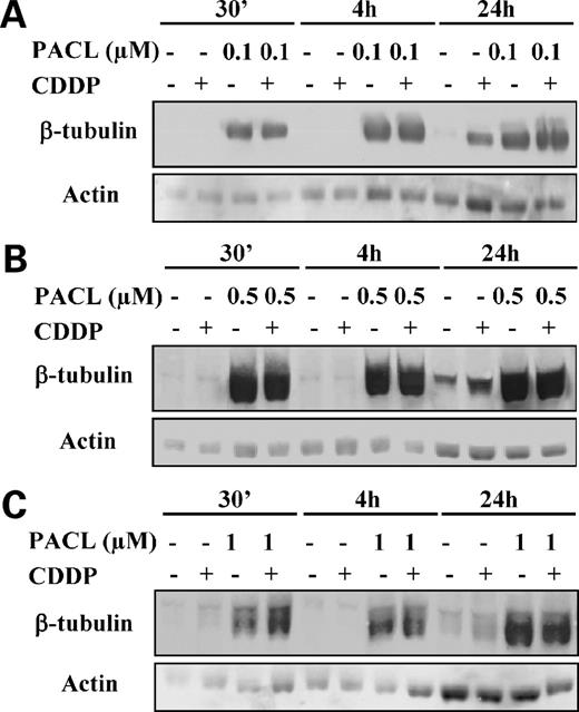 Figure 1. Time course study of CDDP and/or paclitaxel (PACL) treatment on β-tubulin polymerization. Human neuroblastoma SH-SY5Y cells were treated with 4 μmol/L CDDP and/or with 0.1 μmol/L paclitaxel (A), 0.5 μmol/L paclitaxel (B), and 1 μmol/L paclitaxel (C) for the indicated times. For each time, cells cultured with serum alone represented controls. Cell lysates prepared at 30 min and 4 and 24 h were analyzed by immunoblotting using an antibody that specifically recognizes both the monomeric (corresponding with the slow migrating band) and the polymeric form (lower band) of β-tubulin. Actin was used as a loading control.